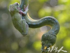 女子与2岁树蛙共舞核桃，一场温馨的奇妙夜